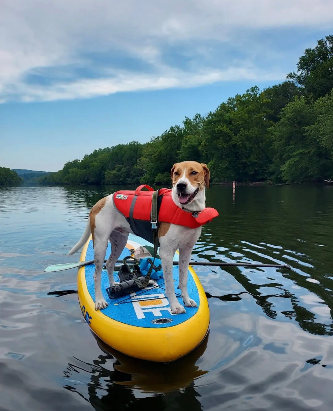 How To Paddle Board With Your Dog: The Complete SUP Guide