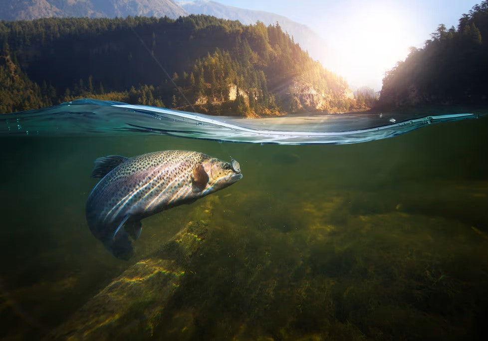 SUP Fishing tips for Trout: A Comprehensive Guide.
