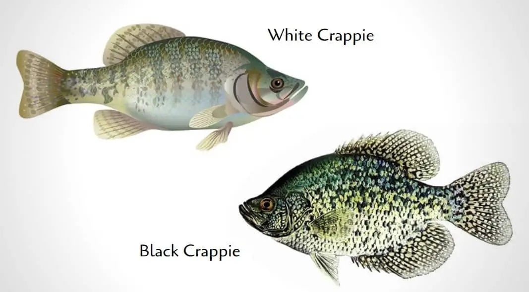 http://www.glidesup.com/cdn/shop/articles/What-Does-a-Crappie-Fish-Look-Like.jpg?v=1678303570