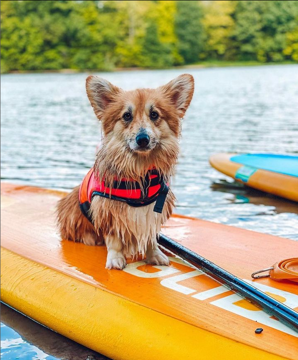 Do I need lessons to teach my dog to paddle board?